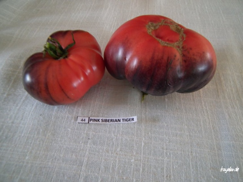 Fichier:Pink siberian tiger-1.jpg