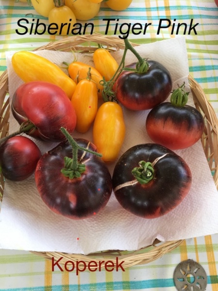 Fichier:Pink siberian tiger.jpg