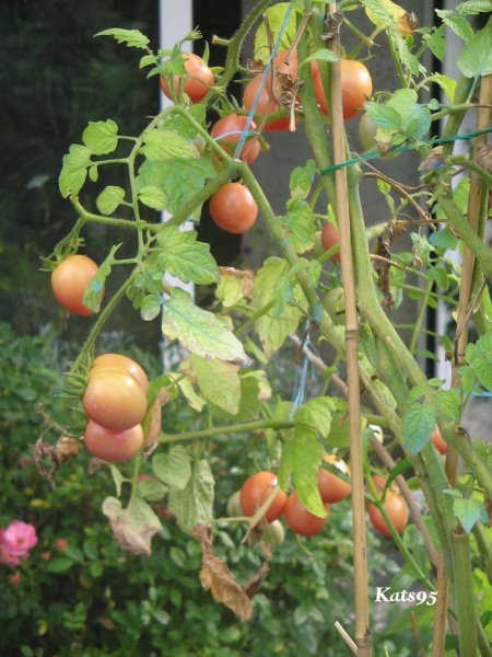 Fichier:Pink thai egg.jpg