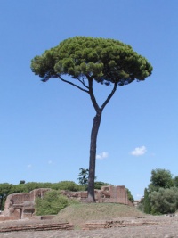 Pinus pinea.jpg
