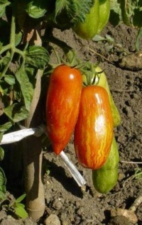 Piprakujuline Triibuline-1.jpg