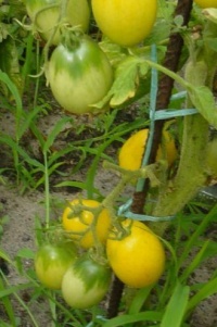 Poire Lumiére Merveilleuse-1.jpg