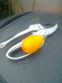 Poire Lumiére Merveilleuse.jpg