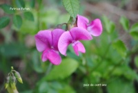 Pois de Cent ans.jpg