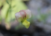 Pois de senteur belinensis.jpg