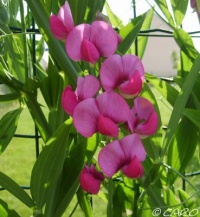 Pois de senteur vivace.jpg