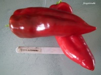 Poivron Alexandru-2.jpg