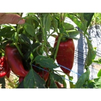 Poivron Alexandru.jpg