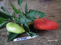 Poivron Ali Baba.jpg