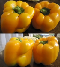 Poivron Ariane-1.jpg