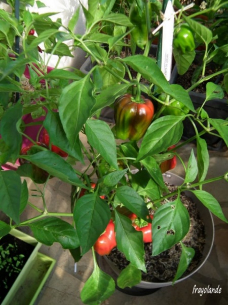 Fichier:Poivron Criolla de Cocina-1.jpg