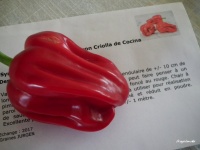 Poivron Criolla de Cocina.jpg