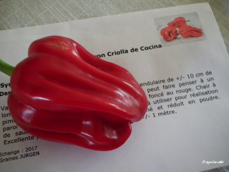 Fichier:Poivron Criolla de Cocina.jpg