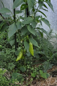 Poivron Hebar Sweet Green.jpg