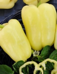 Poivron Karola-1.jpg