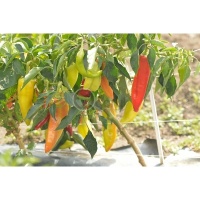 Poivron Mircea-1.jpg