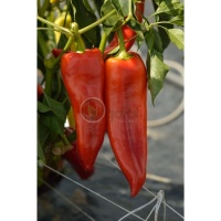 Poivron Mircea-2.jpg