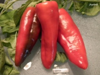 Poivron Pantos.jpg