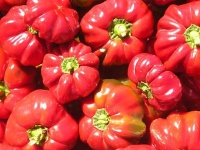 Poivron Splendid-2.jpg