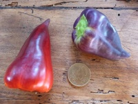 Poivron Violet Sparkle Pepper-1.jpg