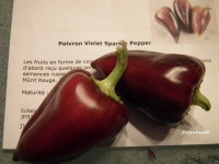 Poivron Violet Sparkle Pepper.jpg