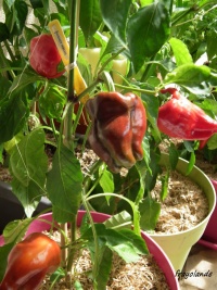 Poivron WIENER WACHS-1.jpg