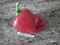 Poivron WIENER WACHS.jpg