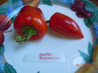 Poivron antohi romanian-1.jpg