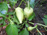 Poivron antohi romanian.jpg