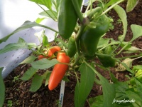 Poivron barancio-2.jpg