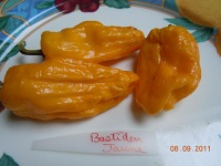 Poivron bastidon jaune-1.jpg