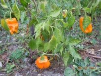 Poivron bastidon jaune.jpg