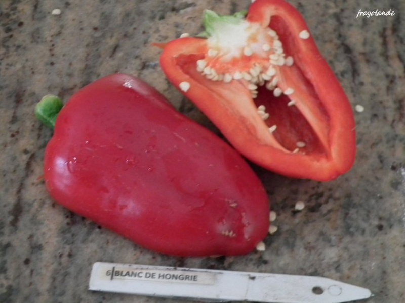 Fichier:Poivron blanc de hongrie.jpg