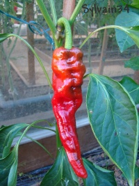 Poivron cuerno de cabra.jpg