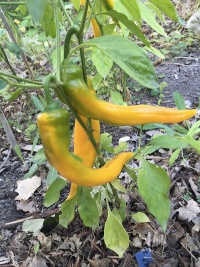 Poivron d’Antibes-1.jpg