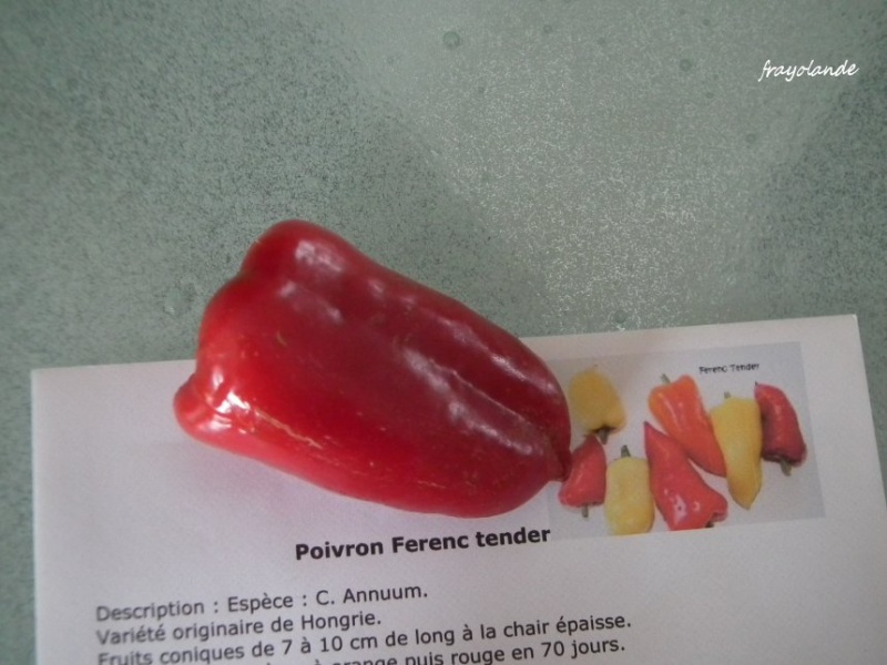 Fichier:Poivron ferenc tender-2.jpg