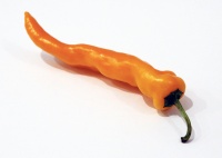 Poivron golden treasure-1.jpg