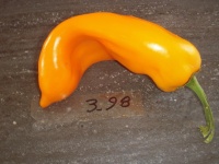 Poivron golden treasure.jpg