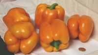 Poivron gourmet-1.jpg