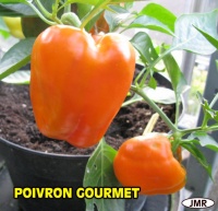 Poivron gourmet.jpg