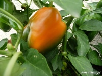 Poivron orange sun.jpg