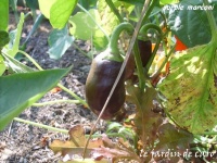 Poivron purple marconi.jpg