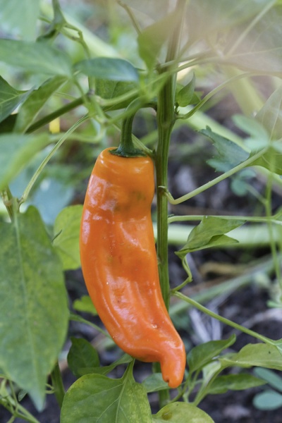 Fichier:Poivron sucette hyéroise.jpg