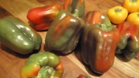 Poivron sweet green-1.jpg