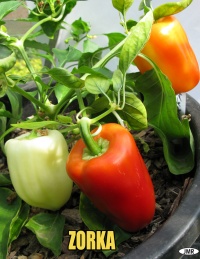 Poivron zorka-1.jpg