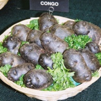 Pomme de terre Congo-1.jpg