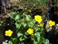 Populage des Marais.jpg