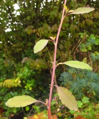 Porophylum ruderal.jpg