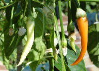 Portokolova fifironka-1.jpg