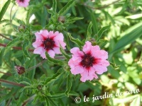 Potentille du Népal 'Miss Wilmott'-1.jpg